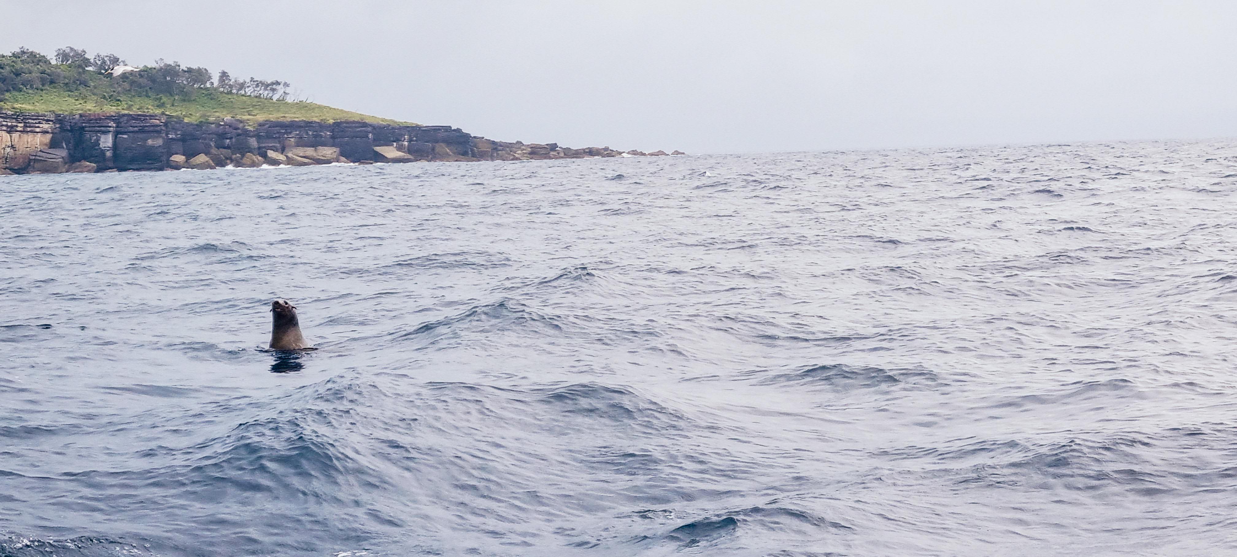 Jervis Bay Passage Tour - Seal Spotting